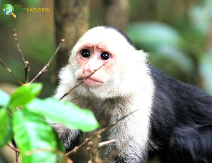 White-Throated Capuchin