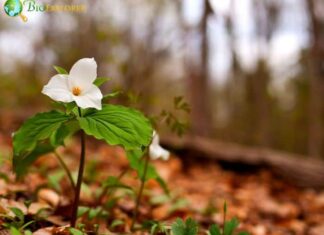 White Trillium
