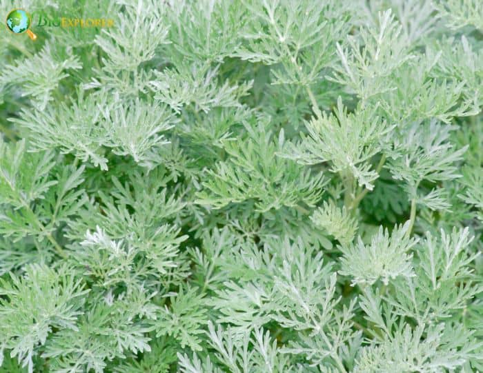White Wormwood White Wormwood