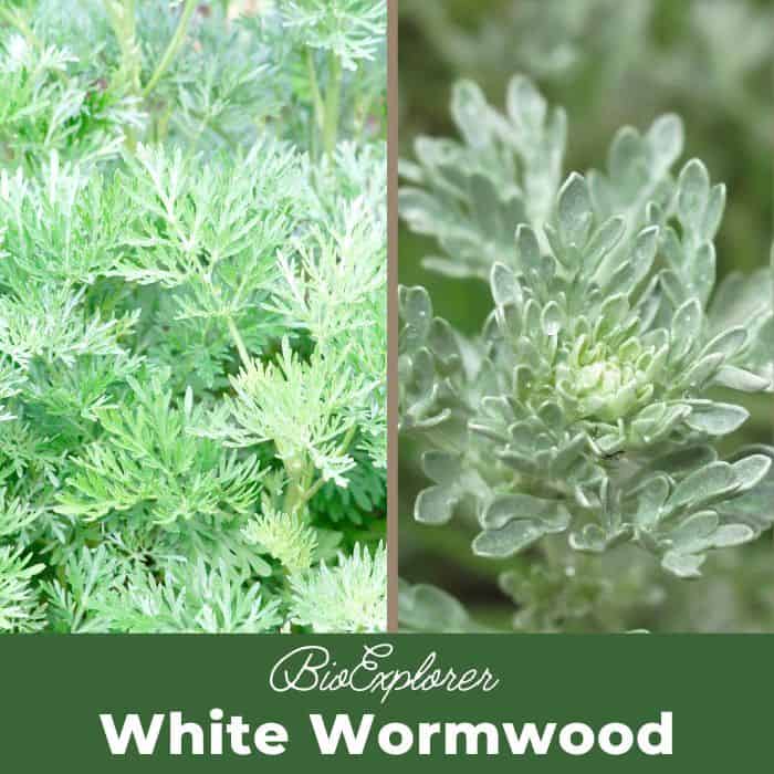 White Wormwood White Wormwood