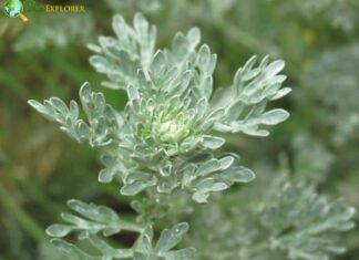 White Wormwood
