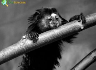 Wied's Marmoset