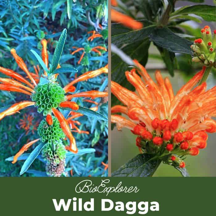 Wild Dagga Wild Dagga
