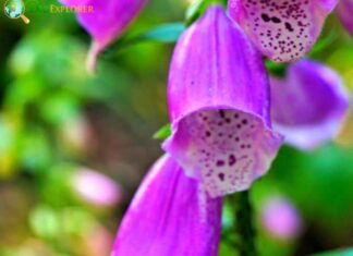 Wild Foxglove