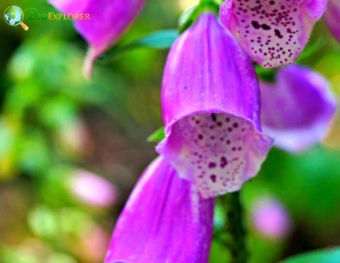 Wild Foxglove