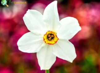 Wild Narcissus