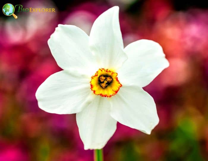 Wild Narcissus