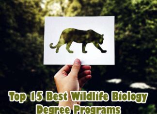 Top 15 Wildlife Biology Degree Programs In The USA