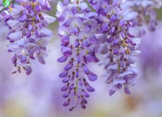 Wisteria