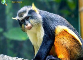 Wolf’s Mona Monkey