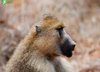 Yellow Baboon