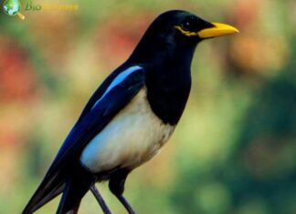 Yellow-billed Magpie