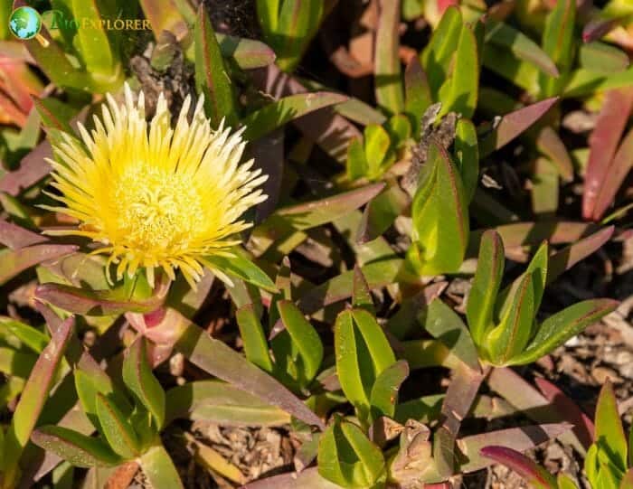 Yellow Fig Marigold Flower Yellow Fig Marigold Flower