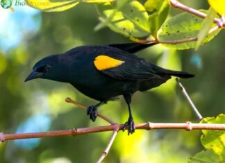 Yellow-shouldered Blackbird