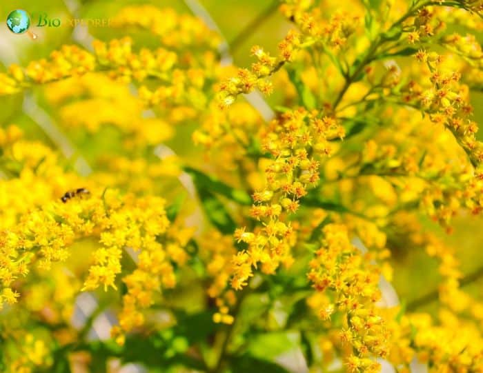 Yellow Solidago Flowers Yellow Solidago Flowers