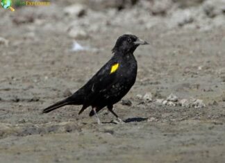 Yellow-winged Blackbird