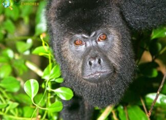 Yucatan Black Howler