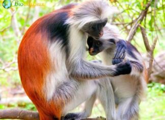 Zanzibar Red Colobus
